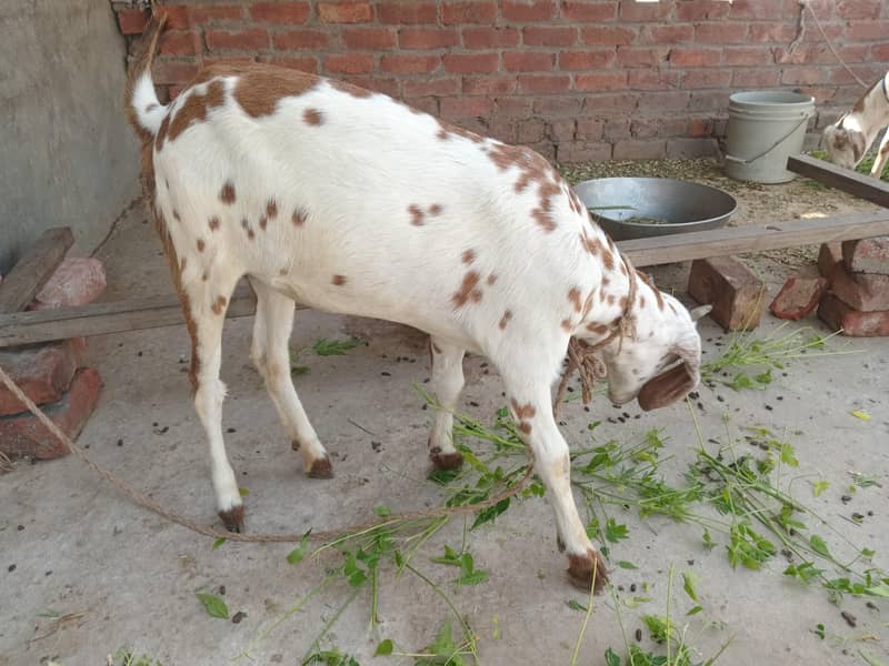 یہ دو بکری ہیں ایک بکرا ہے 0