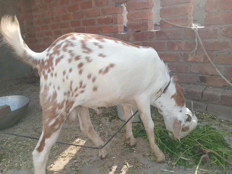 یہ دو بکری ہیں ایک بکرا ہے — photo 2