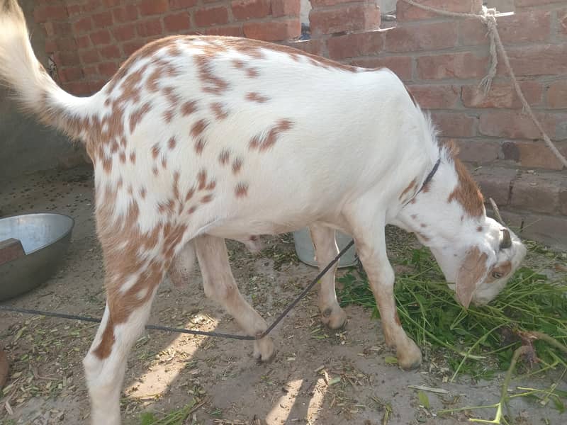 یہ دو بکری ہیں ایک بکرا ہے 2