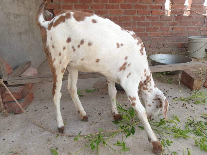 یہ دو بکری ہیں ایک بکرا ہے 3