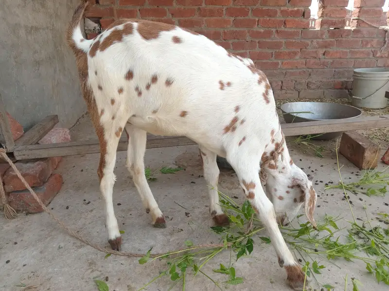 یہ دو بکری ہیں ایک بکرا ہے — photo 4