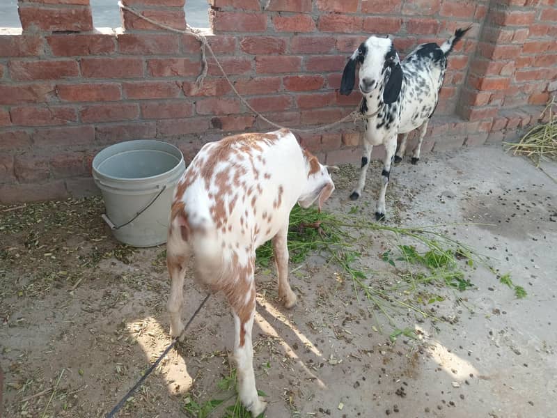 یہ دو بکری ہیں ایک بکرا ہے 4