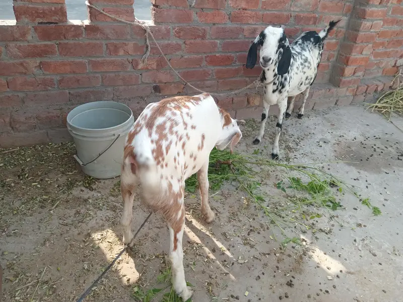 یہ دو بکری ہیں ایک بکرا ہے — photo 5