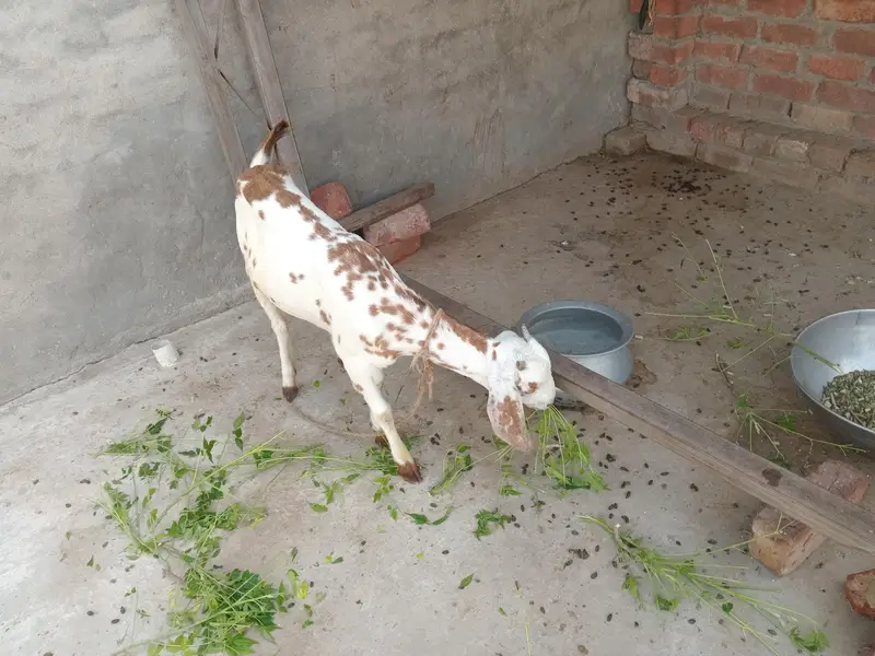 یہ دو بکری ہیں ایک بکرا ہے — photo 6