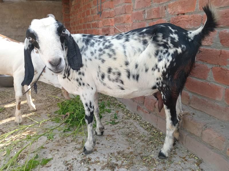 یہ دو بکری ہیں ایک بکرا ہے 6