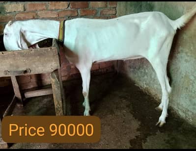 rajanpuri bakri