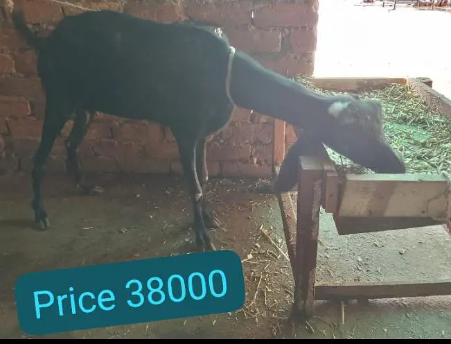 rajanpuri bakri — photo 2