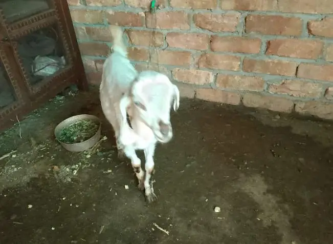 rajanpuri bakri — photo 4