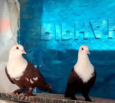 karbalai pigeon top quality petibandh