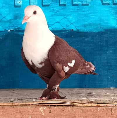 karbalai pigeon top quality breeder 2 male