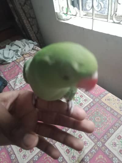 Ringneck hand Tame parrot