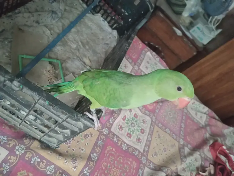 Ringneck hand Tame parrot — photo 2