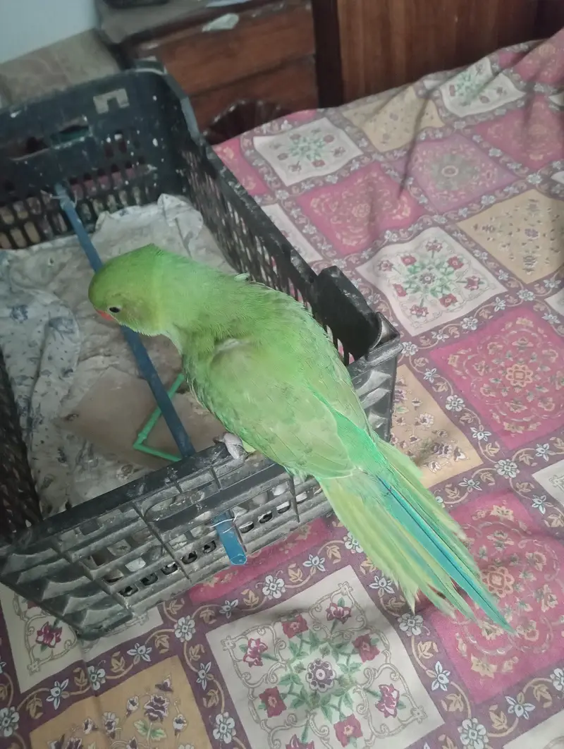 Ringneck hand Tame parrot — photo 3