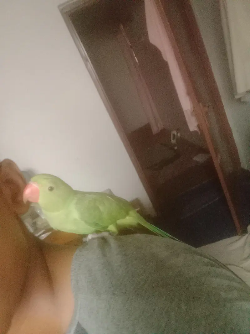 Ringneck hand Tame parrot — photo 4