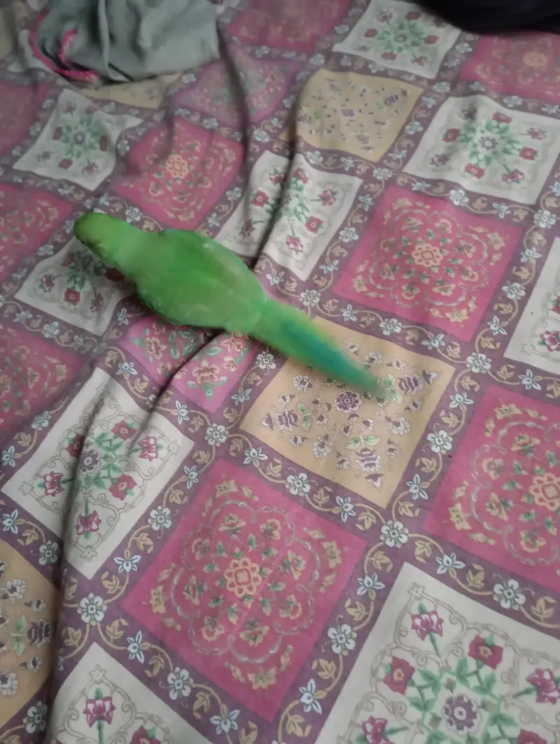 Ringneck hand Tame parrot — photo 5