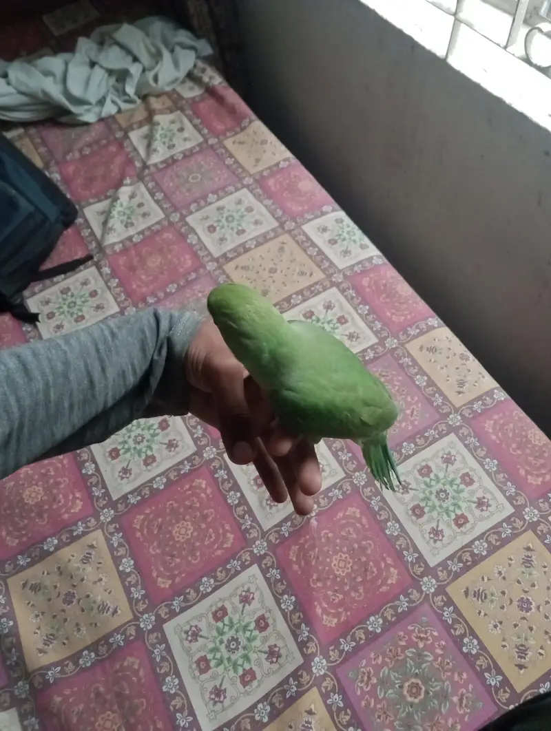 Ringneck hand Tame parrot — photo 6