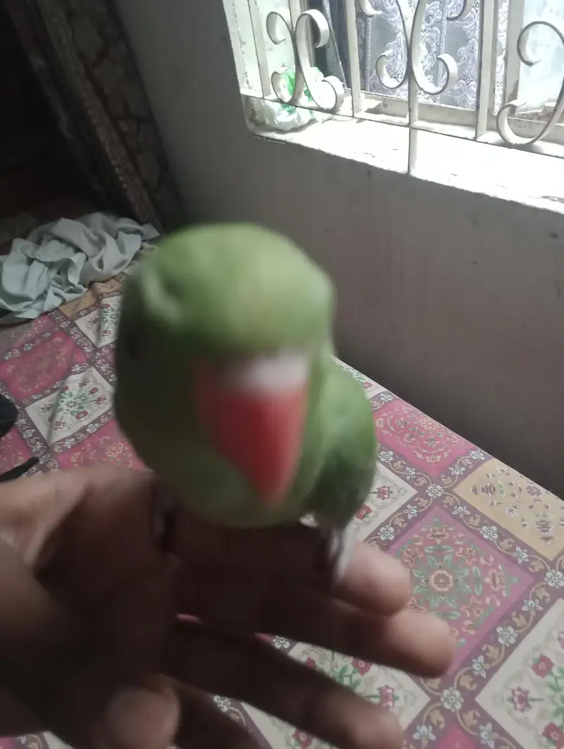 Ringneck hand Tame parrot — photo 7
