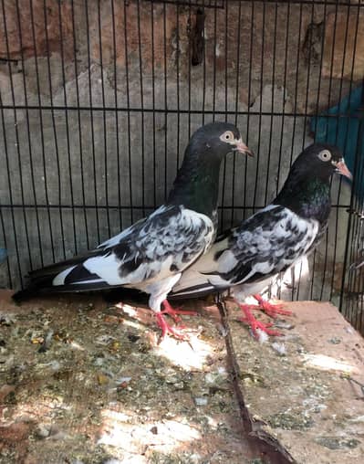 Royal full colour full pair for sale
