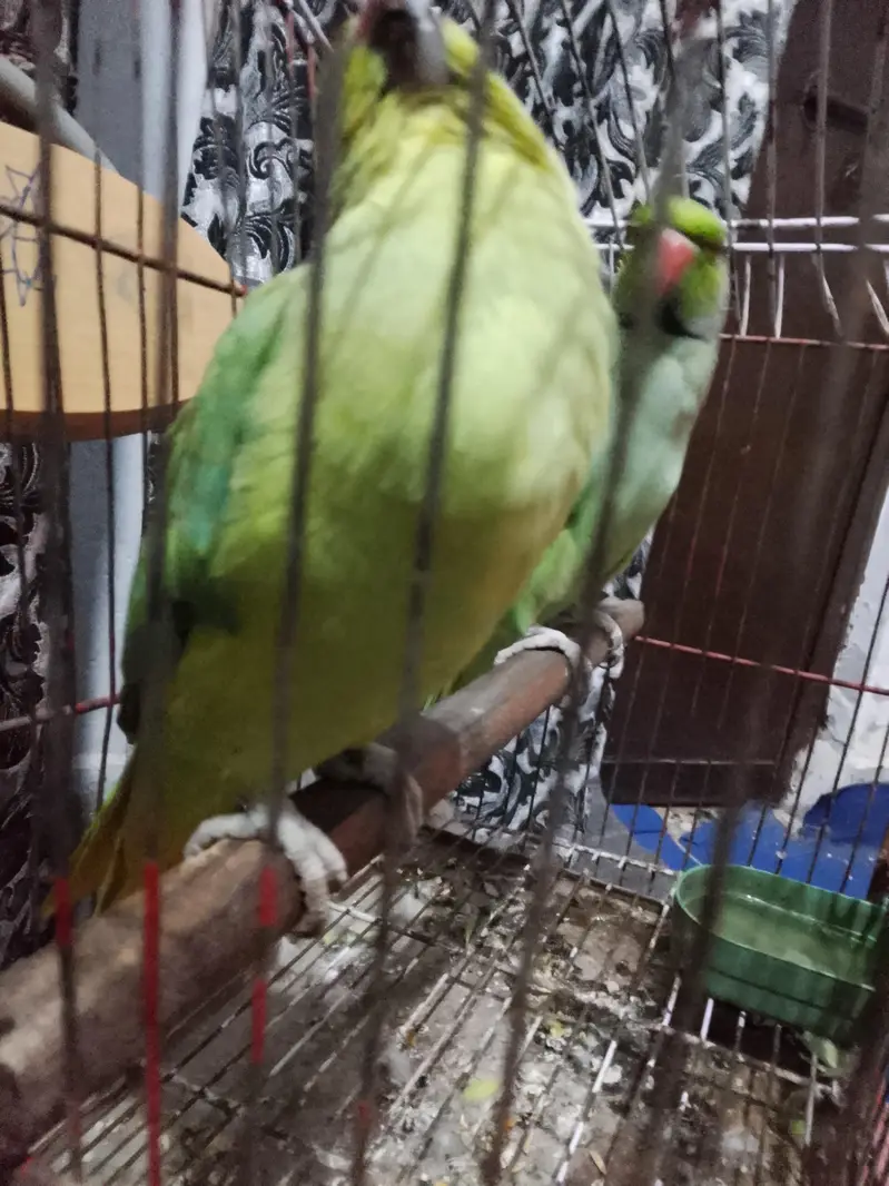 female for sale ha — photo 2