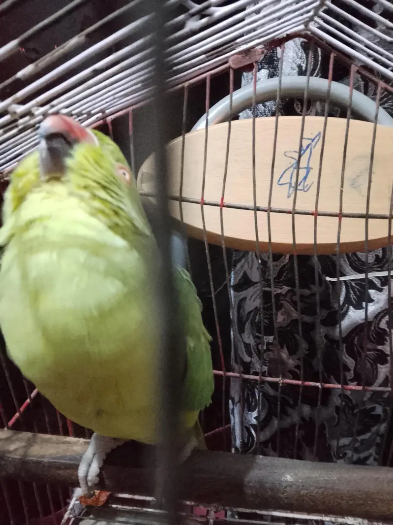 female for sale ha — photo 3