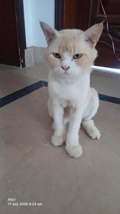 Healthy Male Cat for Sale – Cream & White | Friendly & Active