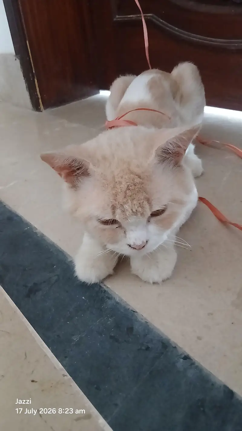Healthy Male Cat for Sale – Cream & White | Friendly & Active — photo 2