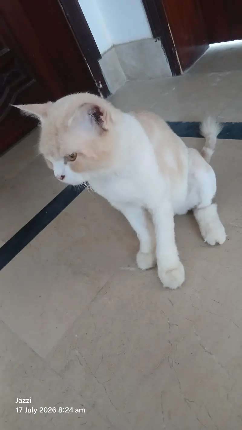 Healthy Male Cat for Sale – Cream & White | Friendly & Active — photo 3