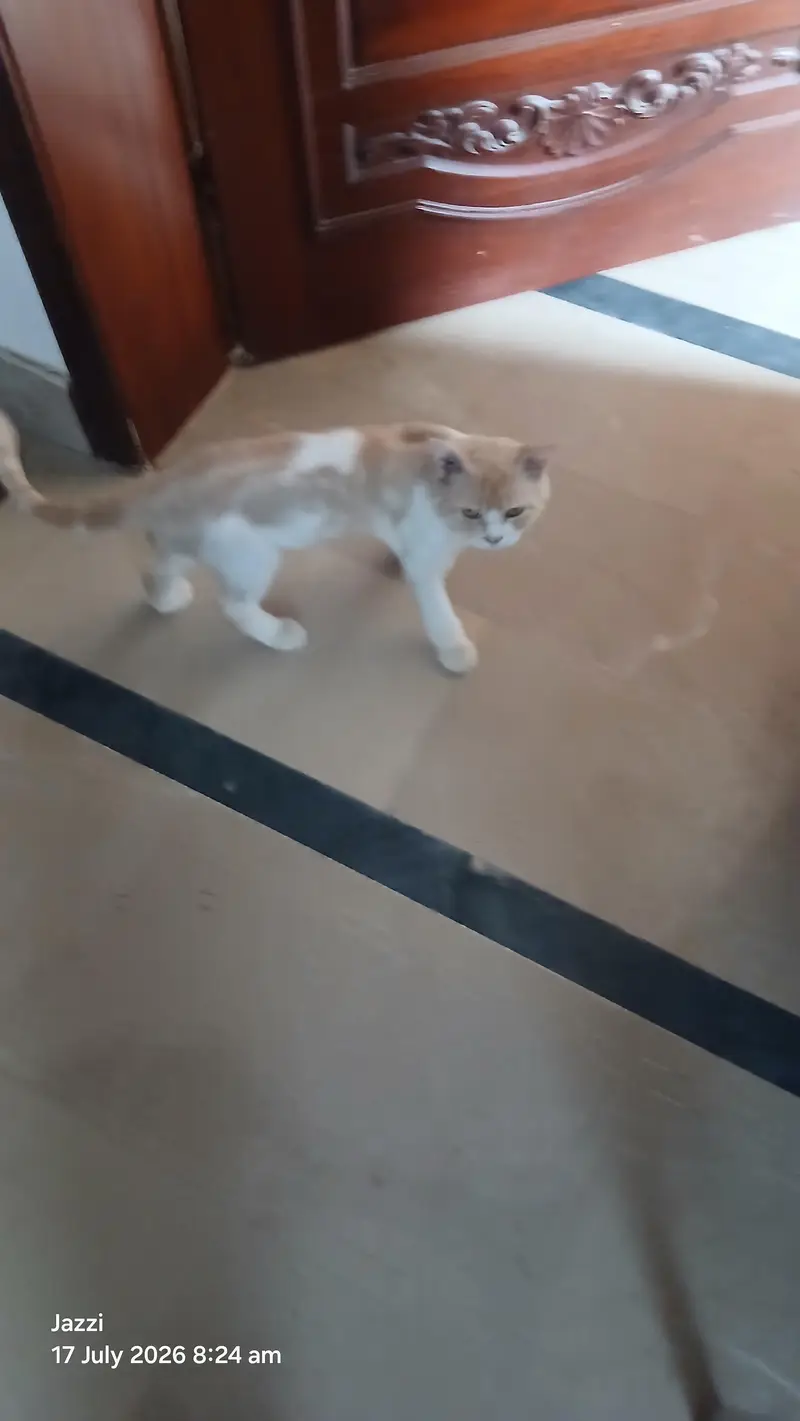 Healthy Male Cat for Sale – Cream & White | Friendly & Active — photo 4