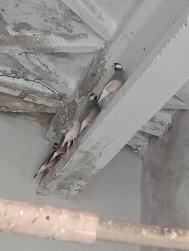 Black and white java breeder pair 1