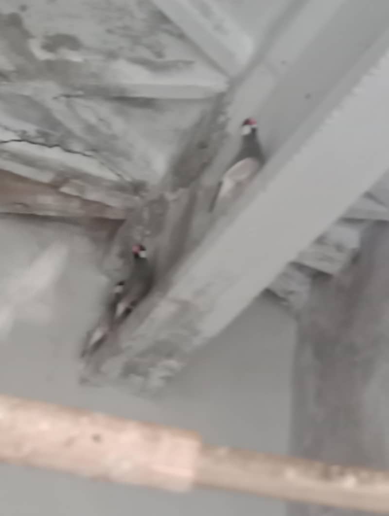 Black and white java breeder pair 2