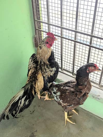 kami pheshi hogyege shoqen hazrat rabta karen faltu offer na den