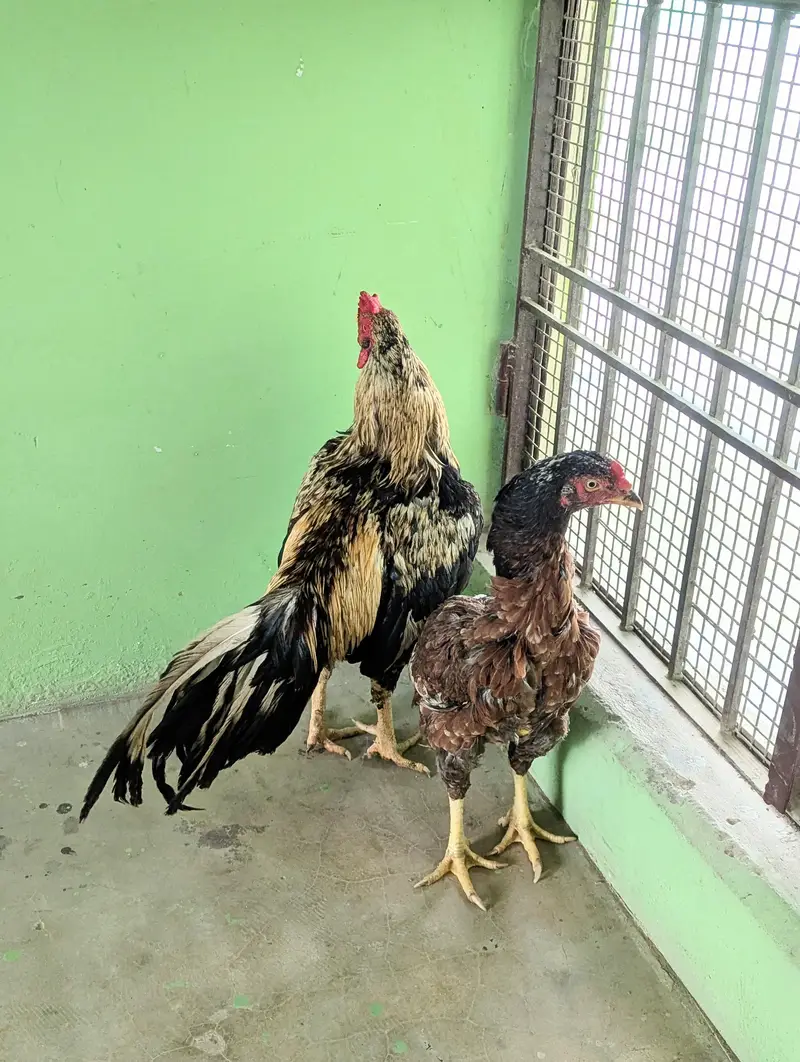 kami pheshi hogyege shoqen hazrat rabta karen faltu offer na den — photo 2