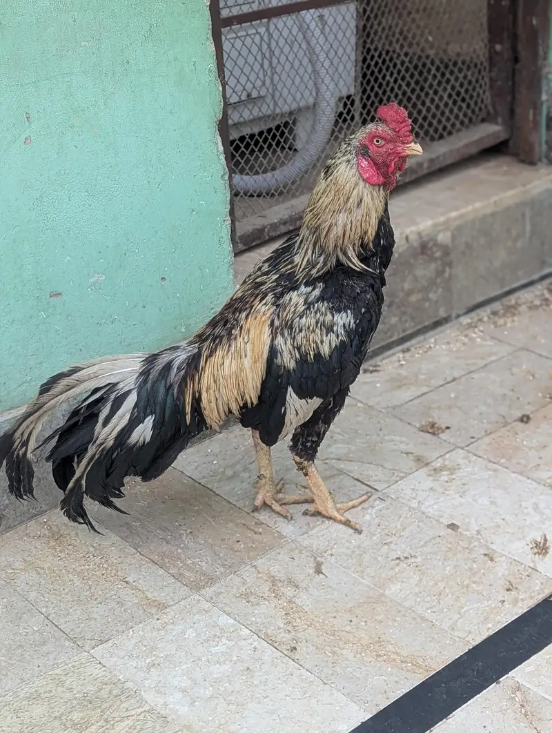 kami pheshi hogyege shoqen hazrat rabta karen faltu offer na den — photo 3