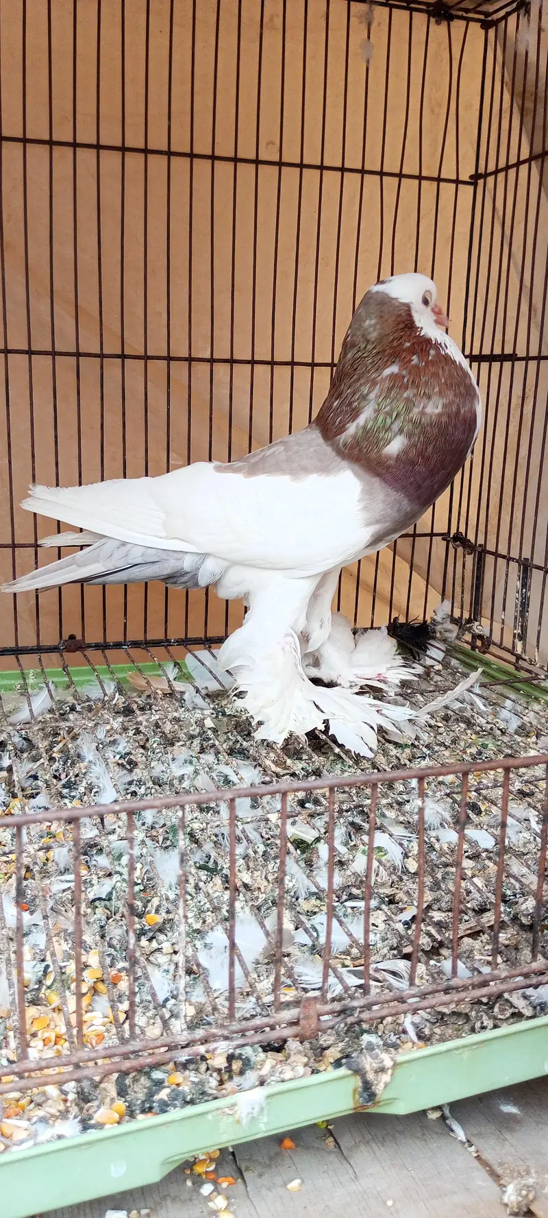 king Modina,, sentinet,, Magpai ,, black Mena,, paigeon — photo 3