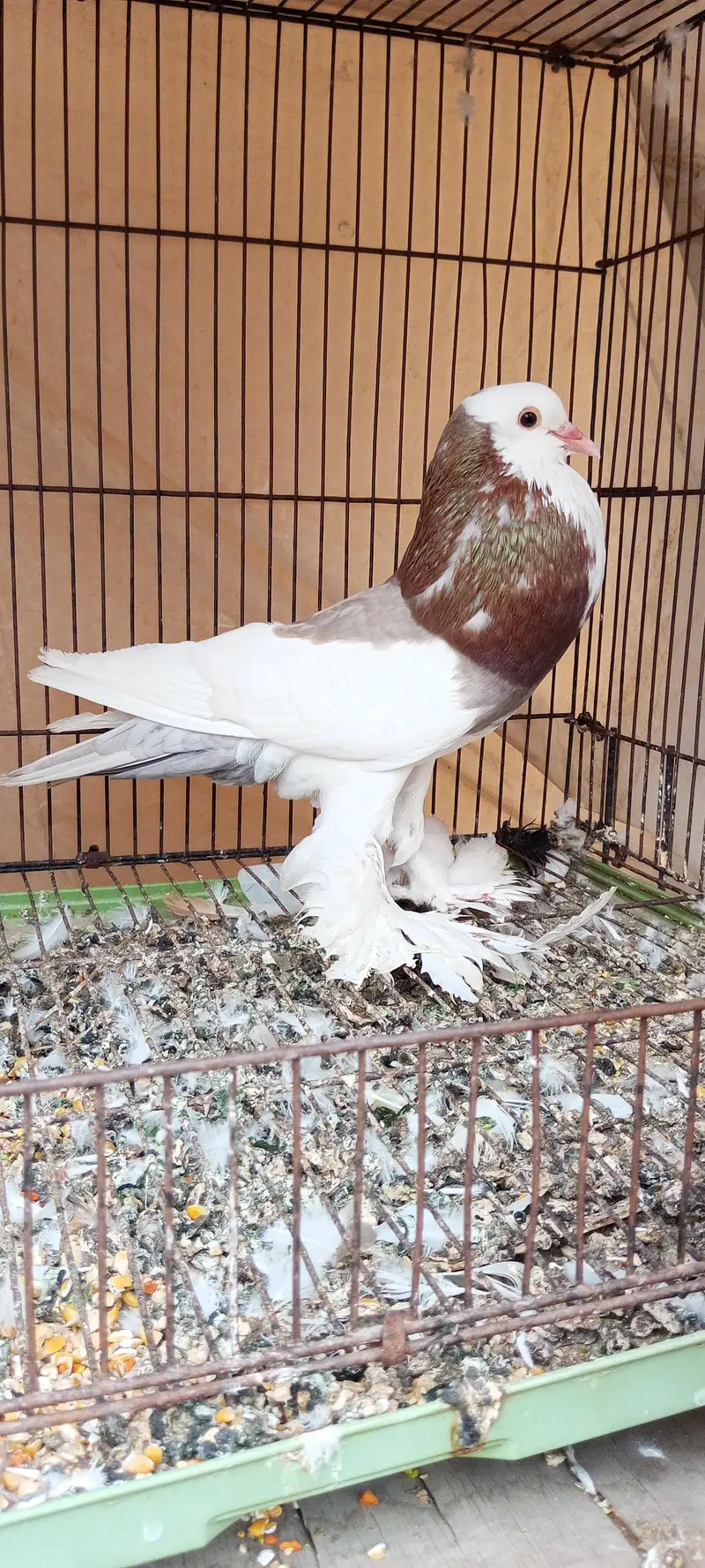 king Modina,, sentinet,, Magpai ,, black Mena,, paigeon — photo 5