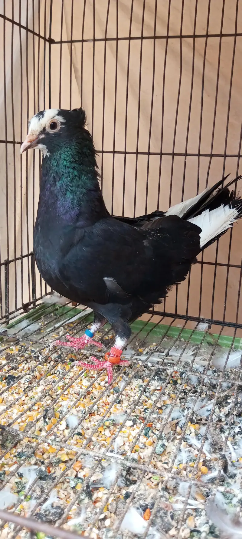 king Modina,, sentinet,, Magpai ,, black Mena,, paigeon — photo 6