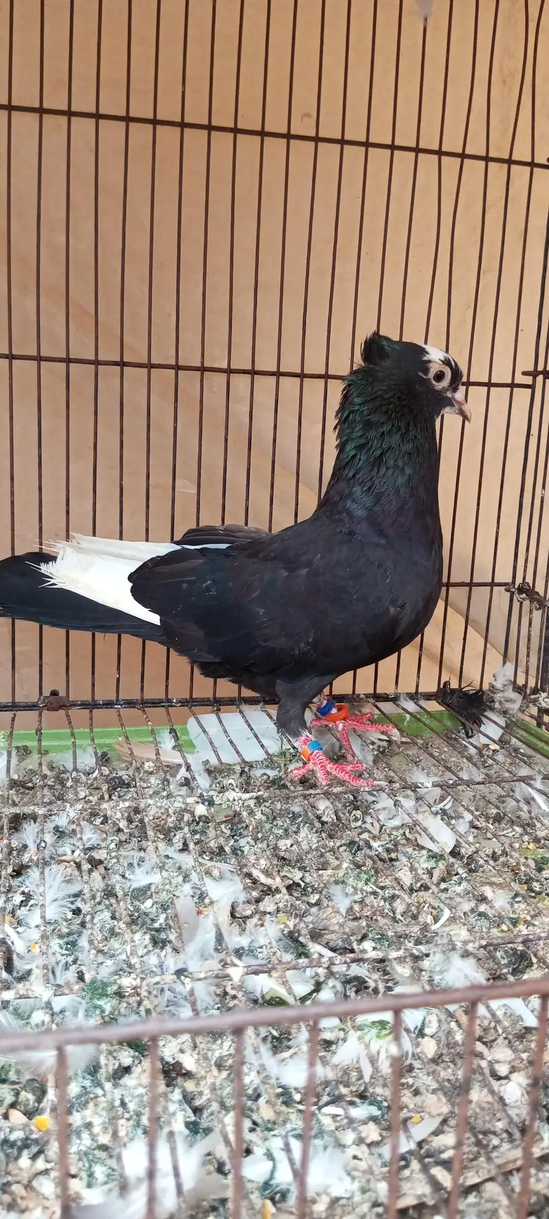 king Modina,, sentinet,, Magpai ,, black Mena,, paigeon — photo 7