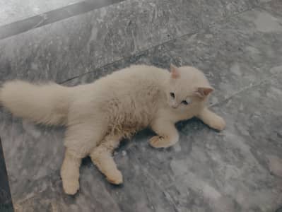 Cat for sale