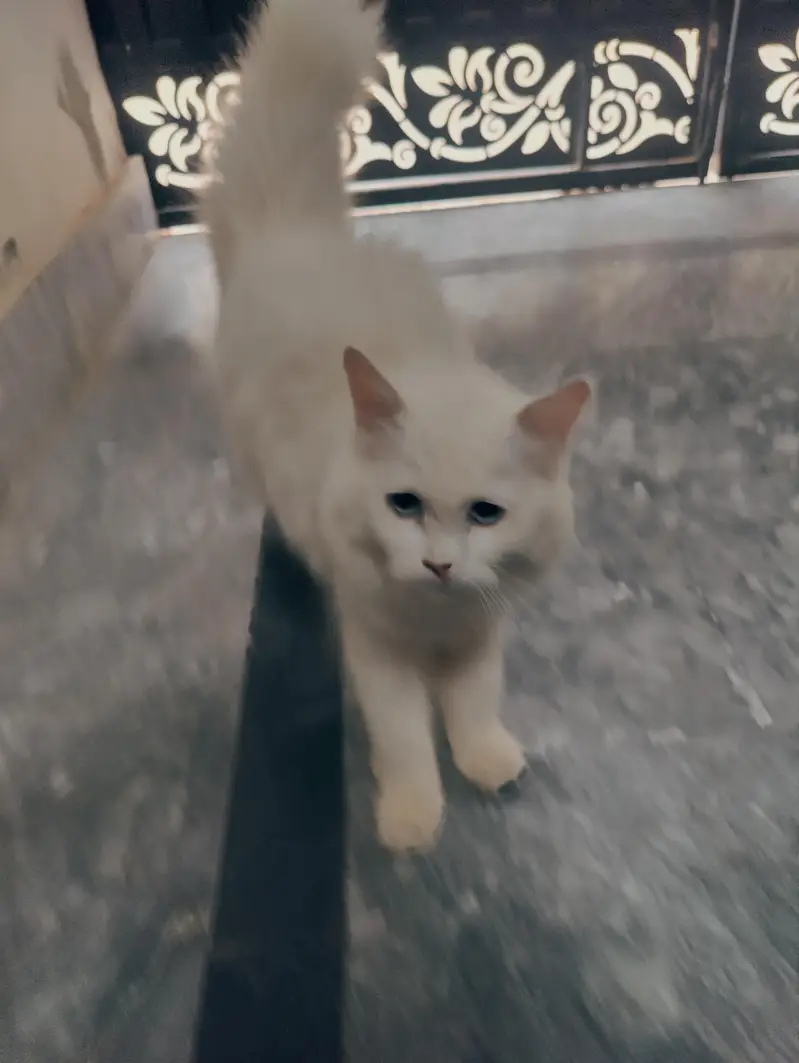 Cat for sale — photo 2