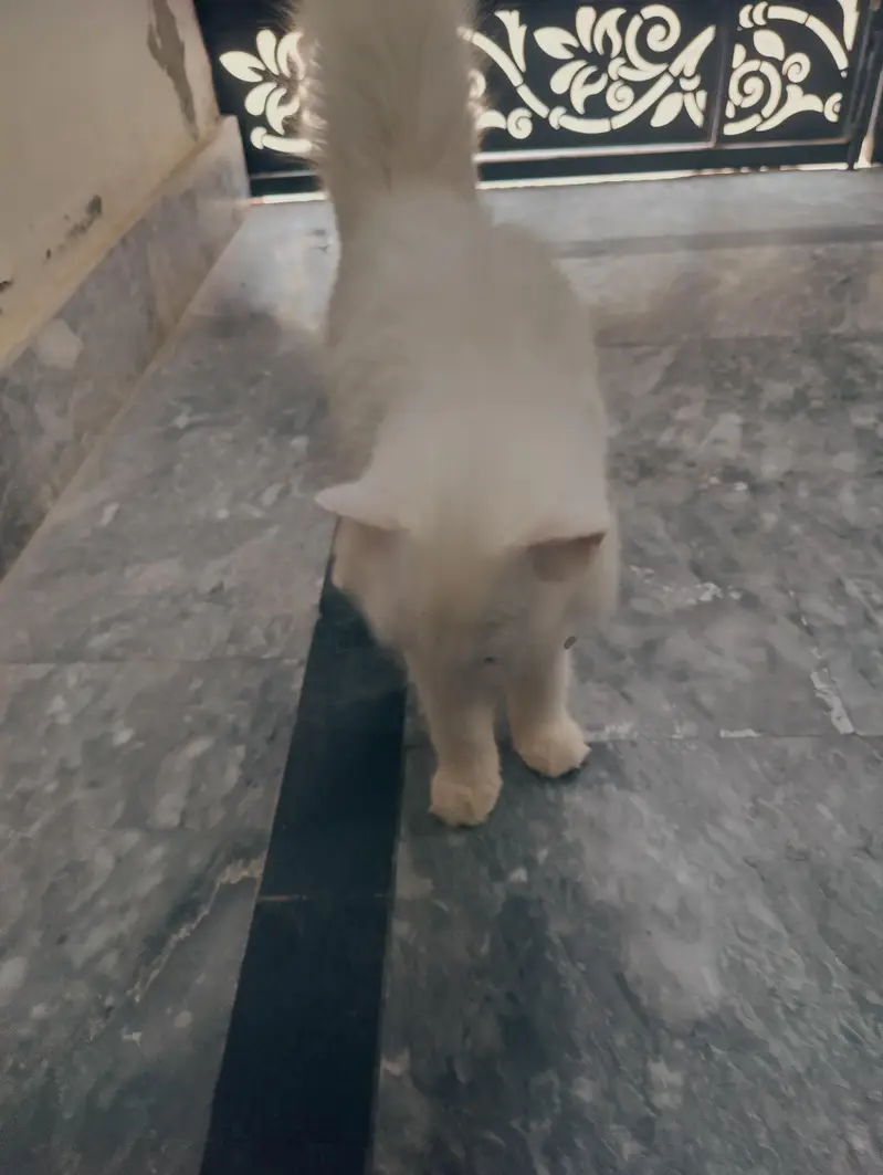 Cat for sale — photo 3