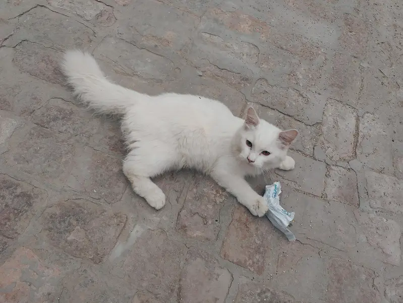 Cat for sale — photo 4