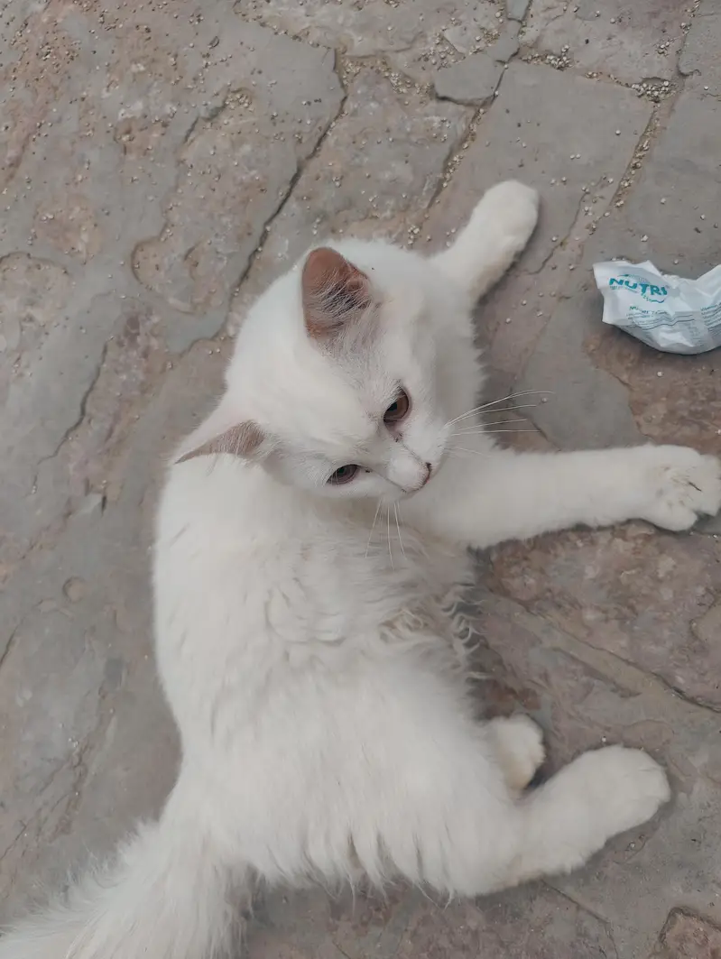 Cat for sale — photo 5