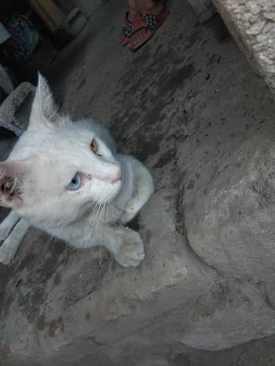 beautiful cat