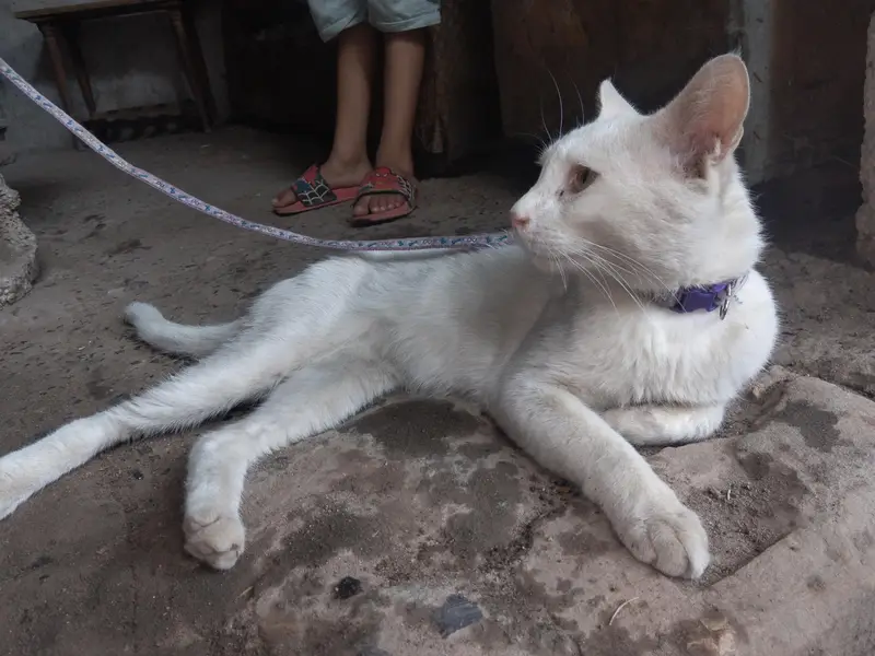 beautiful cat — photo 2