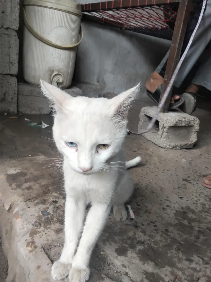 beautiful cat — photo 3