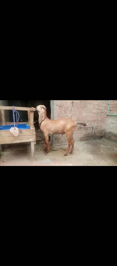 peur makhi china breeder