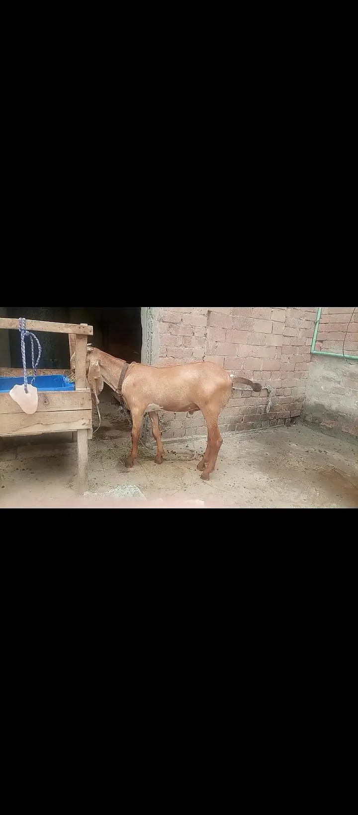 peur makhi china breeder — photo 2