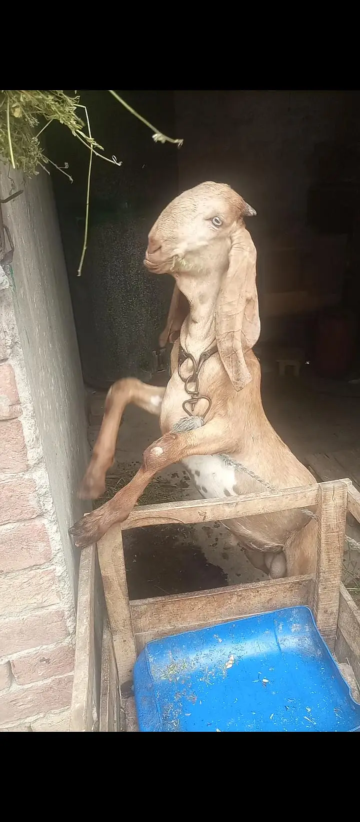 peur makhi china breeder — photo 3