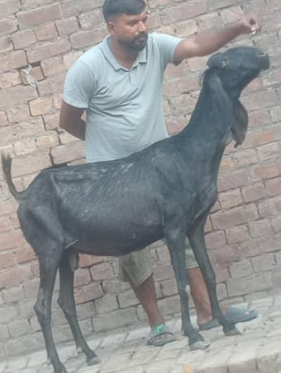 betal bakri confram gaban phat