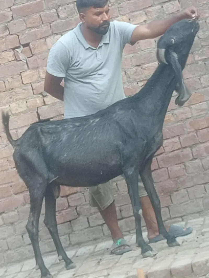 betal bakri confram gaban phat — photo 2